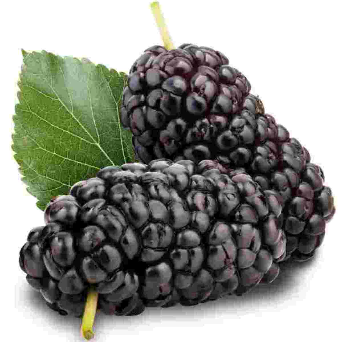Home Food Fruits & Vegetables Fresh Fruits Mulberry , Shahtoot - शहतूत